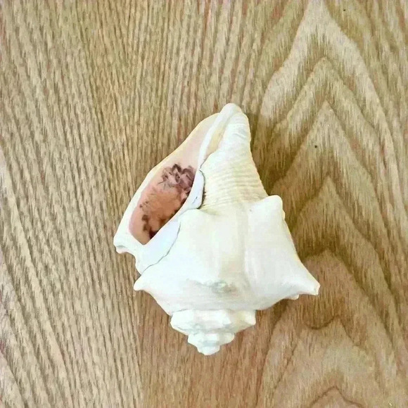 Decorative Sea  Shell Home Decor Coastal Design - Picture 12 of 14